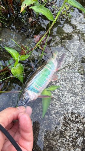 オイカワの釣果