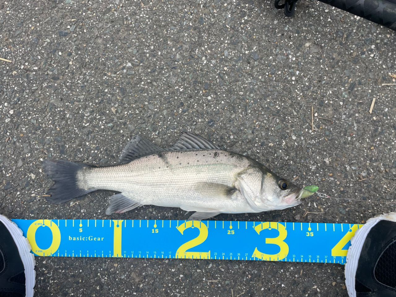 シーバスの釣果写真