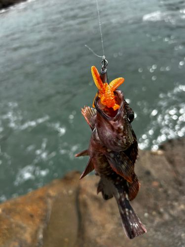 ガシラの釣果