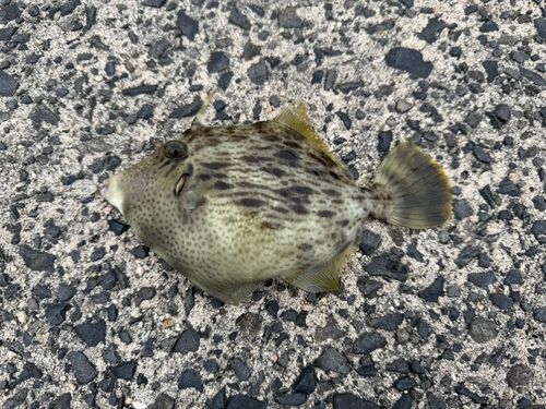 カワハギの釣果