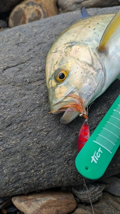 カスミアジの釣果
