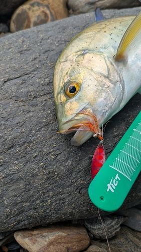 カスミアジの釣果