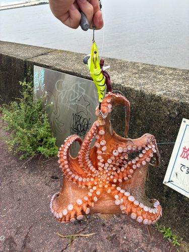 タコの釣果