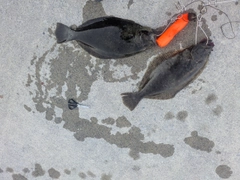 ヒラメの釣果