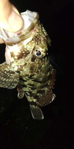 カサゴの釣果