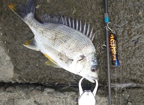 キビレの釣果