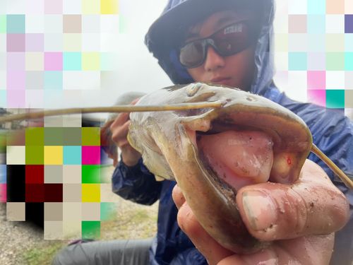 マナマズの釣果