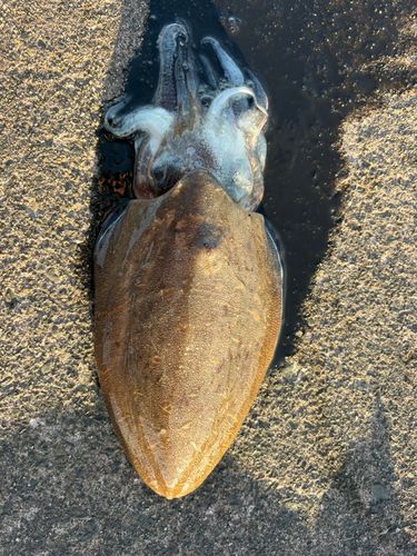 モンゴウイカの釣果