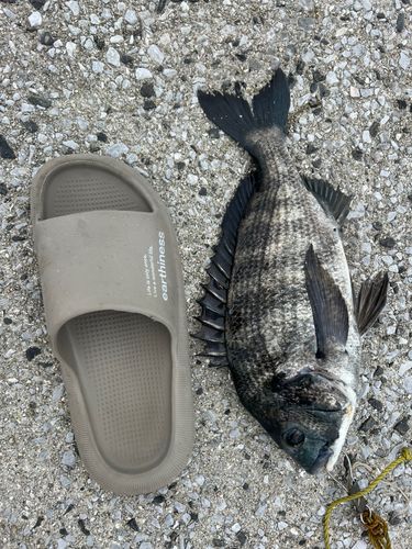 チヌの釣果