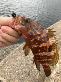 キジハタの釣果