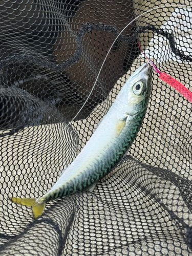 サバの釣果