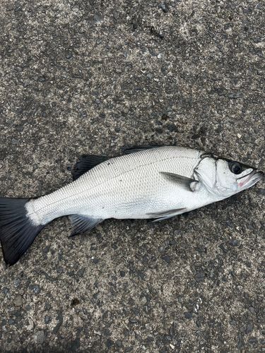 ヒラスズキの釣果