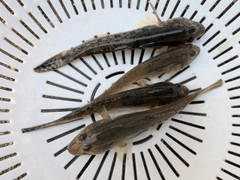マハゼの釣果