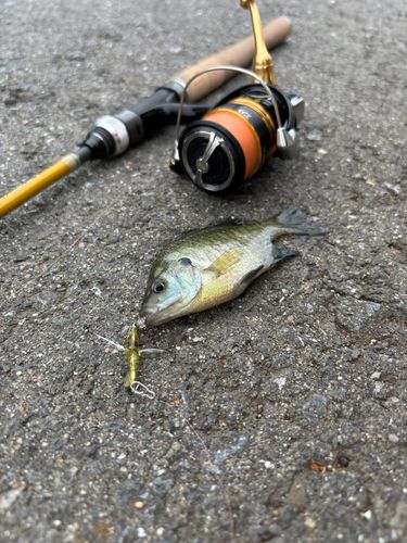 ブルーギルの釣果