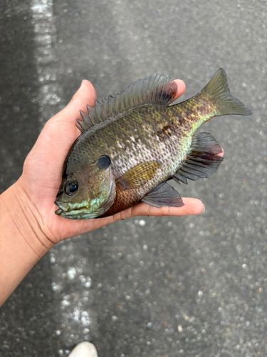 ブルーギルの釣果
