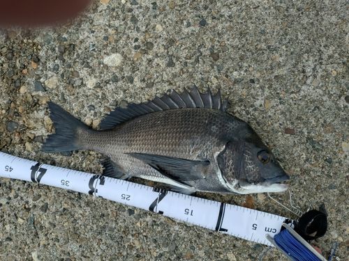 チヌの釣果