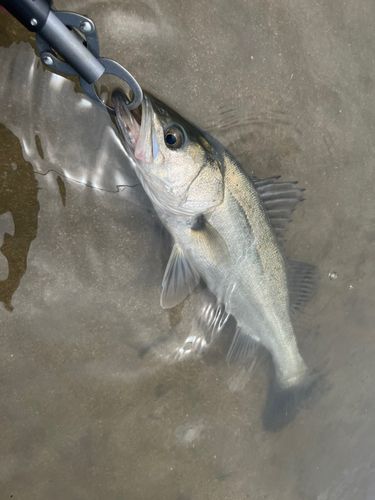 セイゴ（マルスズキ）の釣果