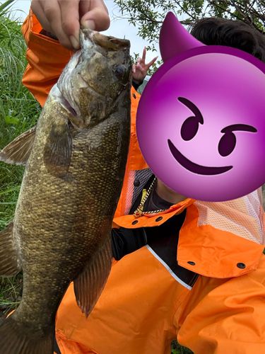 スモールマウスバスの釣果