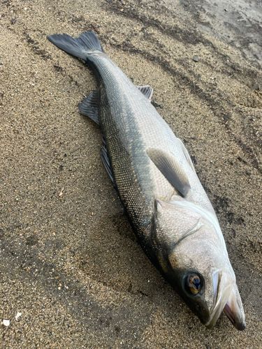 セイゴ（マルスズキ）の釣果