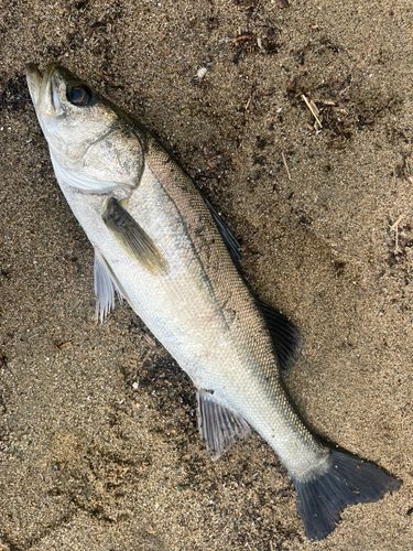 セイゴ（マルスズキ）の釣果