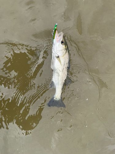 セイゴ（マルスズキ）の釣果