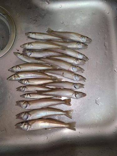 キスの釣果