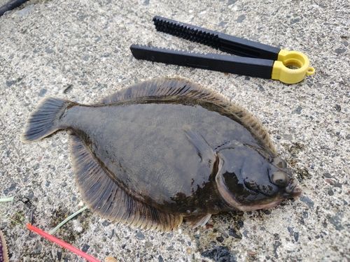 クロガシラガレイの釣果