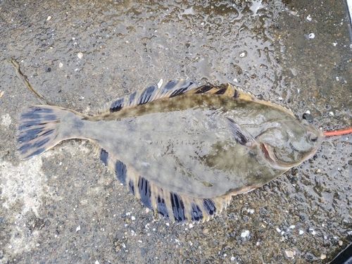 クロガレイの釣果