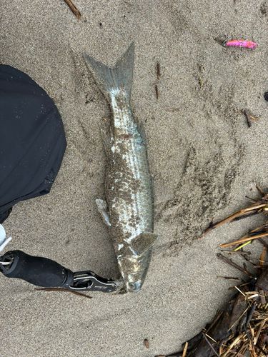 ボラの釣果