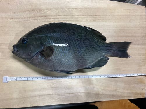 グレの釣果