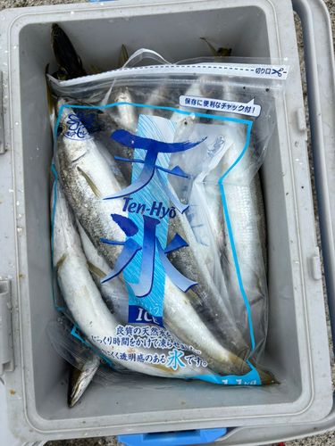 カマスの釣果