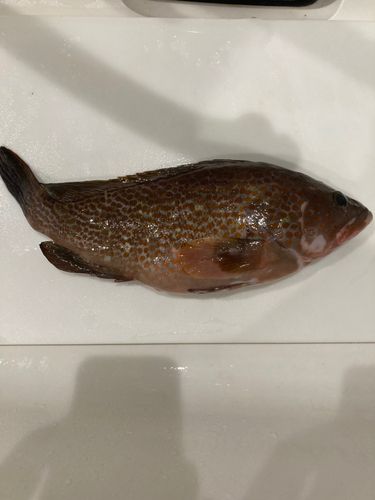 キジハタの釣果