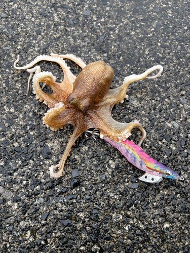 イイダコの釣果