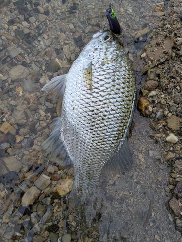 オオクチユゴイの釣果
