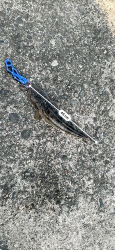 マゴチの釣果