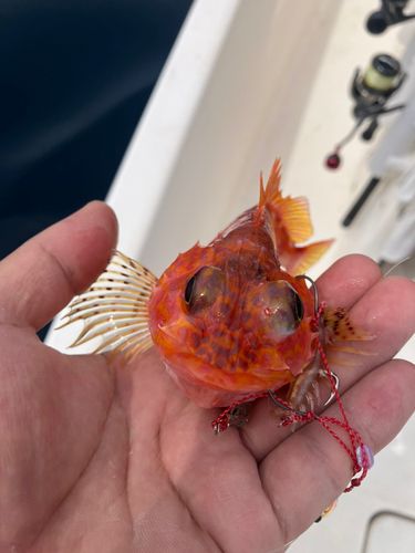 アヤメカサゴの釣果