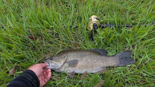 スモールマウスバスの釣果