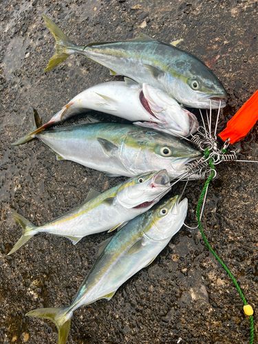 ワラサの釣果