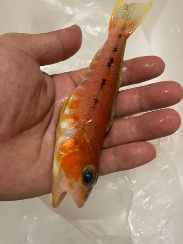 ヒメコダイの釣果