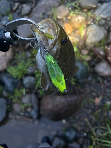 スモールマウスバスの釣果