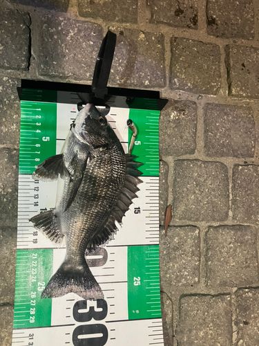クロダイの釣果