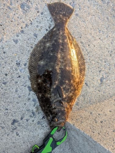ヒラメの釣果