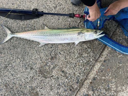 サワラの釣果