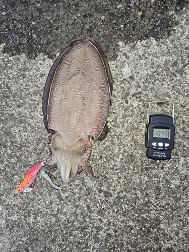 モンゴウイカの釣果