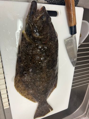 ヒラメの釣果