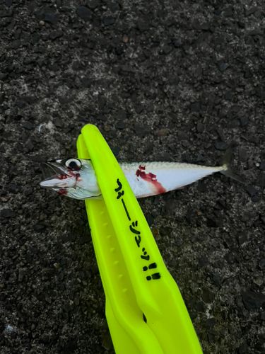 サバの釣果