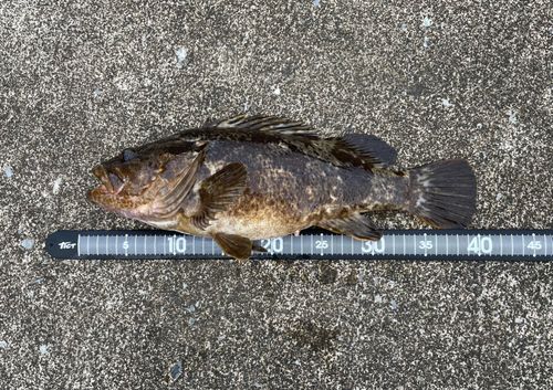 ベッコウゾイの釣果