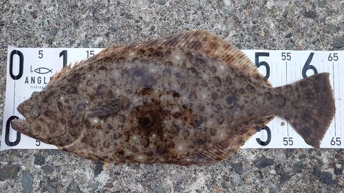 ヒラメの釣果
