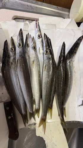 ヤマトカマスの釣果