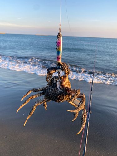 カニの釣果